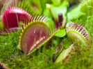 Dion�e, Attrappe-mouches de V�nus, Dionaea muscipula