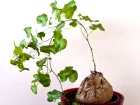 Plante tortue, Pied d'lphant, Dioscorea elephantipes