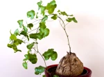 Plante tortue, Pied d'�l�phant, Dioscorea elephantipes