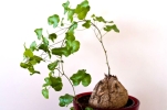Plante tortue, Pied d'lphant, Dioscorea elephantipes