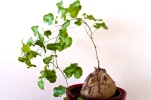 Plante tortue, Pied d'�l�phant, Dioscorea elephantipes