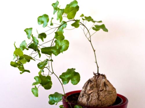 Plante tortue, Pied Dioscorea : planter, cultiver, multiplier