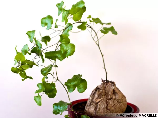Plante tortue, Pied d'éléphant, Dioscorea elephantipes