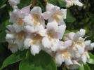 Dipelta florifre, Dipelta floribunda