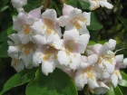 Dipelta florifre, Dipelta floribunda