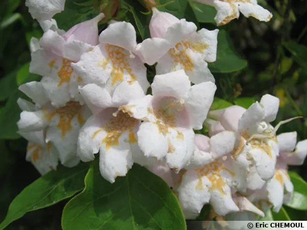 Fleurs du Dipelta florifère