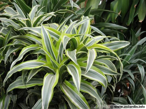 Dracaenas en vente en jardinerie