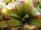 Rossolis d'Alice, Drosera aliciae
