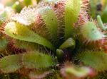 Rossolis d'Alice, Drosera aliciae Rossolis d'Alice, Drosera aliciae