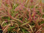 Rossolis du Cap, Drosera capensis