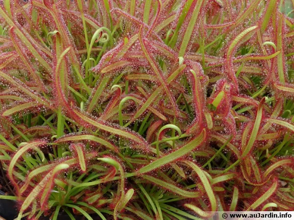 Plantes carnivores, différentes stratégies de pièges