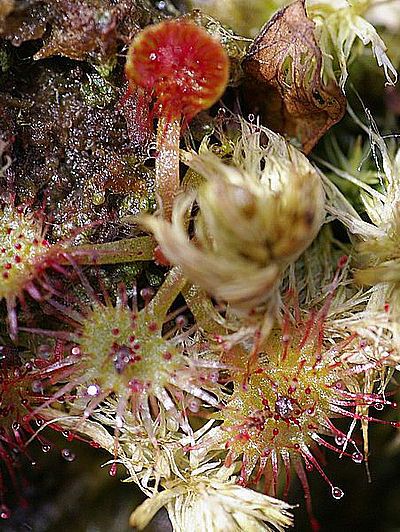 Rossolis à Feuilles Rondes, Drosera Rotundifolia : Planter, Cultiver ...