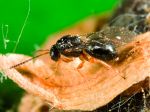 Cynips du châtaignier, Dryocosmus kuriphilus Cynips du châtaignier, Dryocosmus kuriphilus