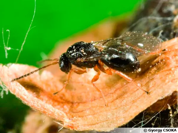Cynips du châtaignier, Dryocosmus kuriphilus Yasumatsu