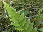 Dryoptris  crtes, Dryopteris cristata