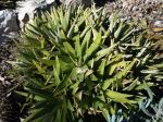 Dyckia altissima Dyckia altissima