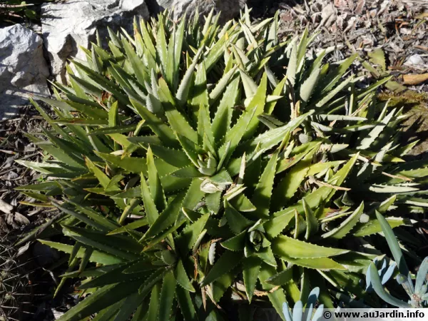 Dyckia altissima