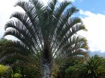 Palmier trièdre, Palmier triangle, Dypsis decaryi