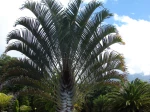 Palmier tri�dre, Palmier triangle, Dypsis decaryi