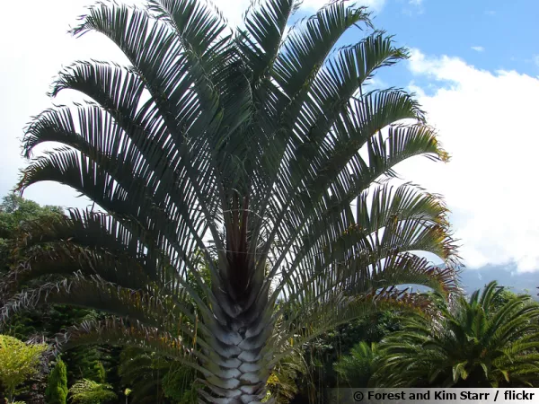 Palmier trièdre, Palmier triangle, Dypsis decaryi