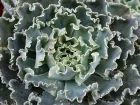 Echeveria fris, Echeveria shaviana