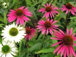 Echinac�e pourpre, Rudbeckie pourpre, Rudbeckia purpurea, Echinacea purpurea