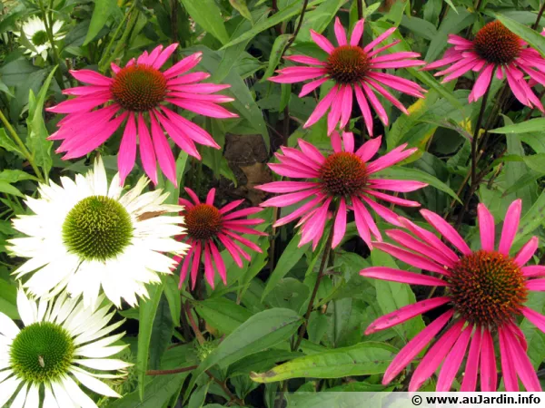 Echinacée pourpre, Rudbeckie pourpre, Rudbeckia purpurea, Echinacea purpurea