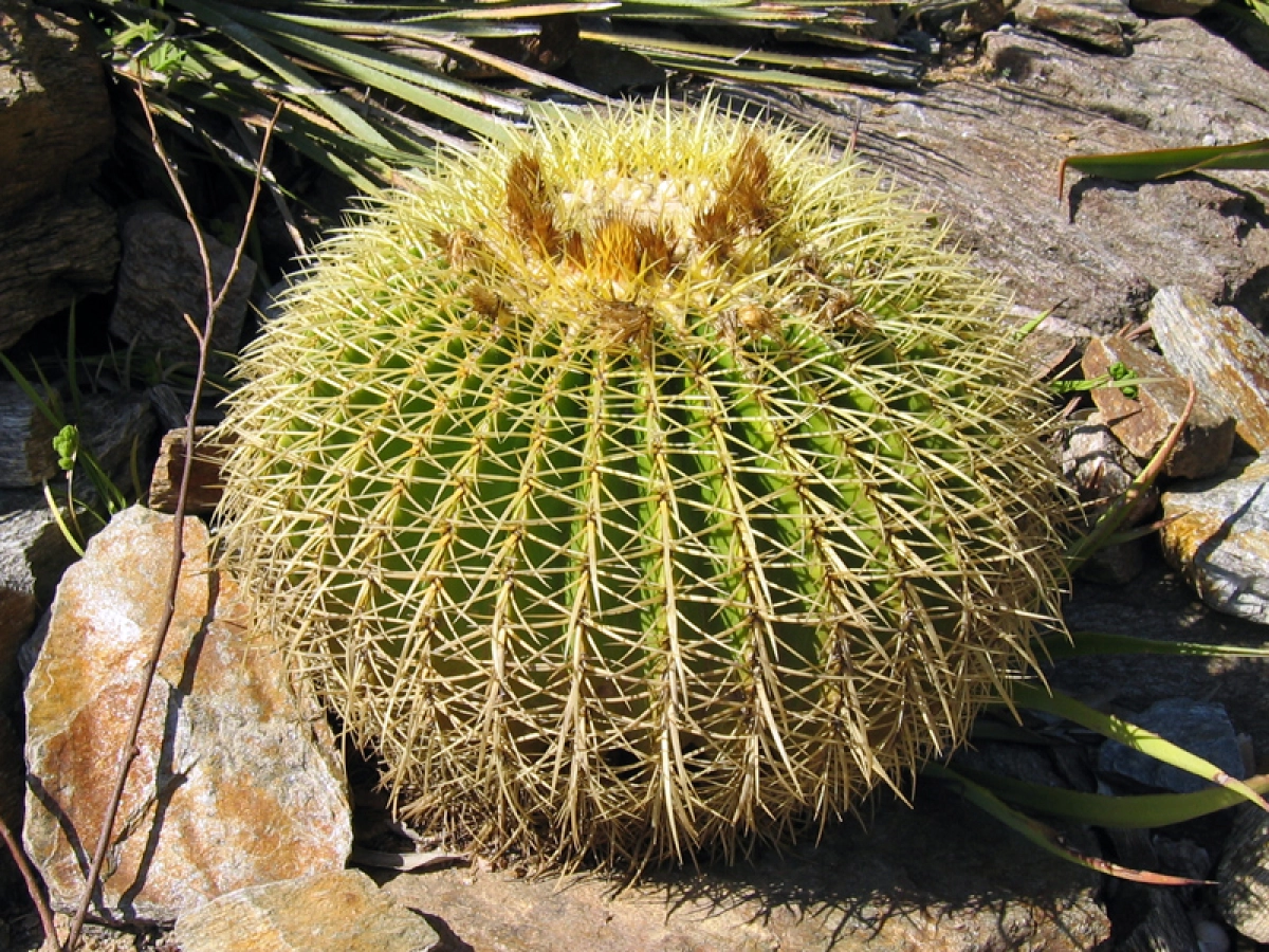 Coussin de belle-mre, Cactus oursin, Echinocactus grusonii : planter,  cultiver, multiplier
