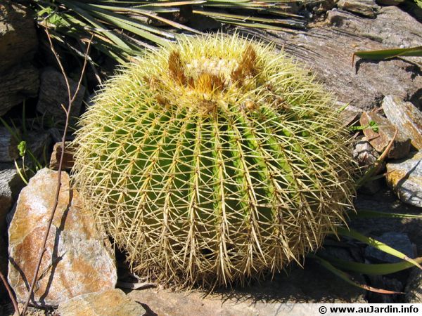 Coussin de belle-mère, Cactus oursin, Echinocactus grusonii