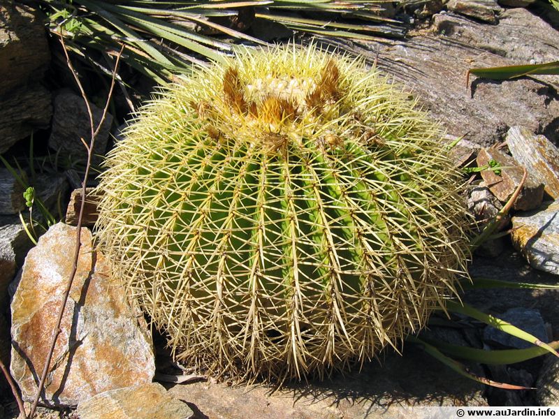 Coussin de bellemère, Cactus oursin, Echinocactus grusonii planter — free download
