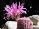 Cactus arc-en-ciel, Echinocereus rigidissimus ssp. rubispinus