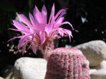 Cactus arc-en-ciel, Echinocereus rigidissimus ssp. rubispinus Cactus arc-en-ciel, Echinocereus rigidissimus ssp. rubispinus