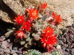 Cactus cornichon, Echinopsis chamaecereus Cactus cornichon, Echinopsis chamaecereus