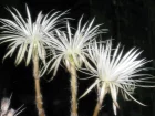 Fleur de la prire, Echinopsis mirabilis