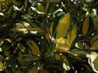 Elagnus panach Maculata Aurea, Chalef piquant panach, Elaeagnus pungens 'Maculata Aurea'