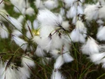 Linaigrette vagin�e, Linaigrette engainante, Plante coton, Eriophorum vaginatum