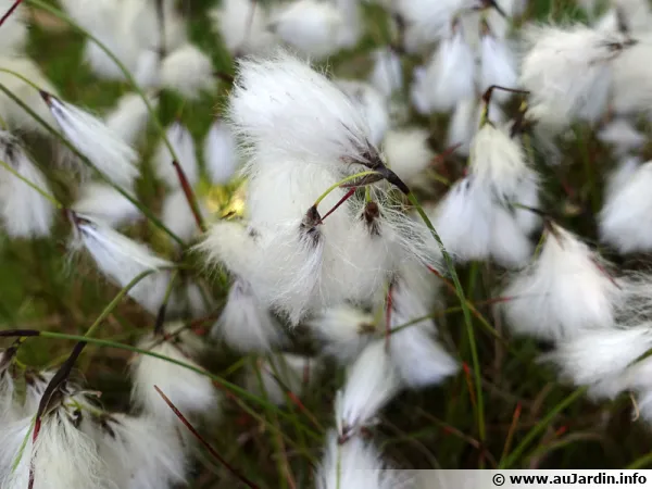 Linaigrette vagine, Linaigrette engainante, Plante coton, Eriophorum vaginatum