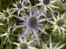 Quels chardons pour le jardin?