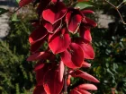Erythrine crte de coq, Arbre corail, Erythrina crista-galli