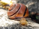 La lutte contre les limaces et les escargots