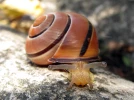 L'escargot, un habitant commun des jardins