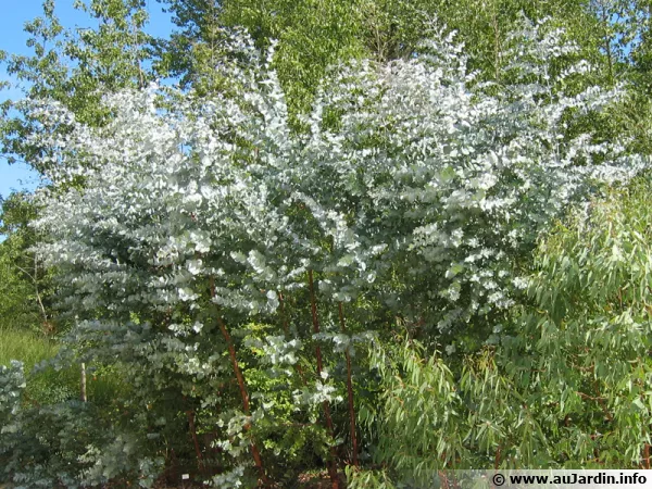 Les feuilles du gommier  feuilles rondes sont utilises en parfumerie, Eucalyptus gunnii