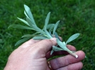 Comment la sve monte dans les plantes?