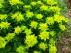 Euphorbe polychrome, Euphorbe dore, Euphorbia polychroma