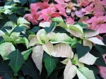 Bract�es de Poinsettia blanches et ros�es