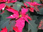 Bract�es de Poinsettia rouges
