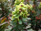Euphorbe de Martin, Euphorbia x martinii