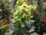 Euphorbe de Martin, Euphorbia x martinii