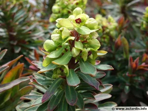 Euphorbe de Martin, Euphorbia x martinii