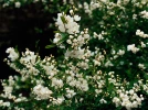 Buisson de perles, Exochorda